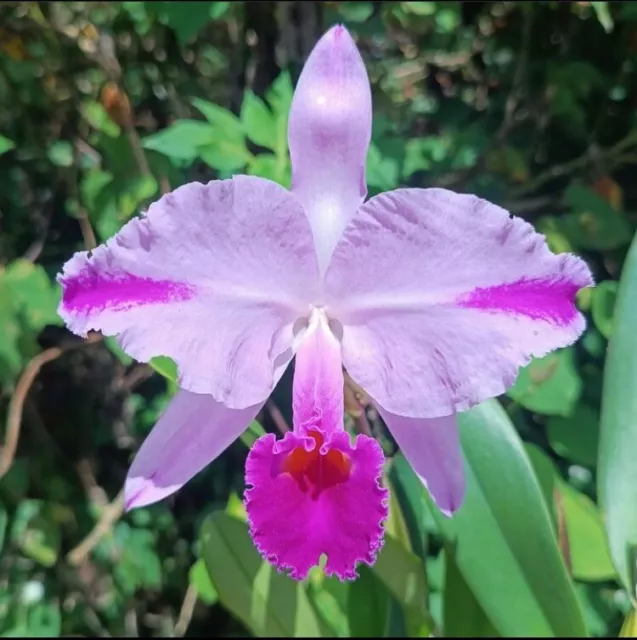 Cattleya trianae Splendida X Splash Pink Purple Orchid Species 4” Pot Fragrant