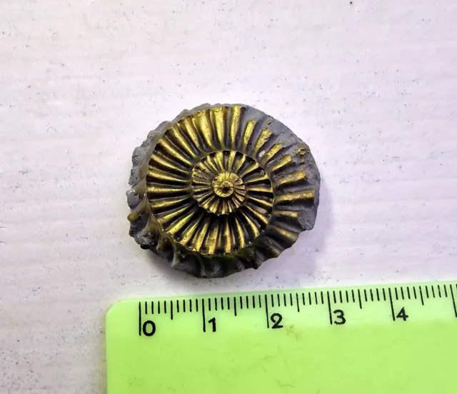 ► Ammonite Pleuroceras  Piritizzata Cm 3.14  Conchiglia ^ Shell Fossile  Aaaa+ ◄