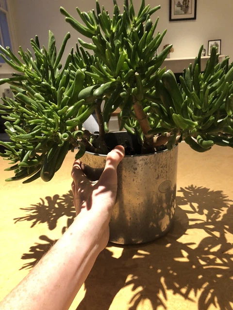 Large Succulent - Jade Plant - Crassula Ovata Gollum - In silver pot