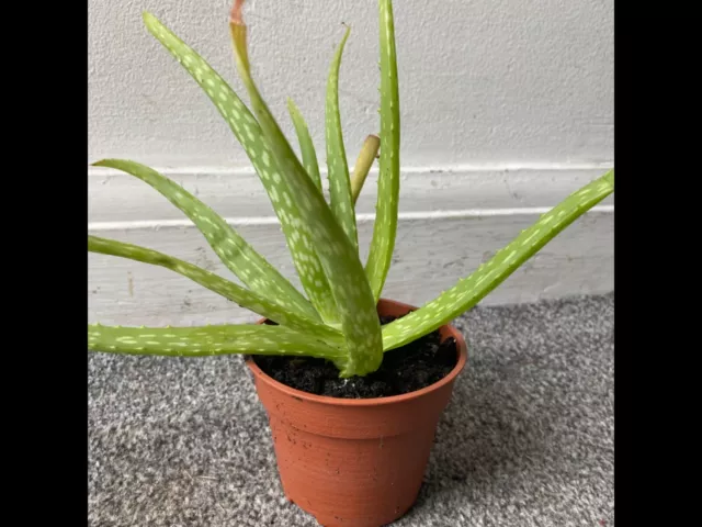 Aloe Vera Therapeutic Indoor Office Plant In Pot ideal use for medicinal / skin 