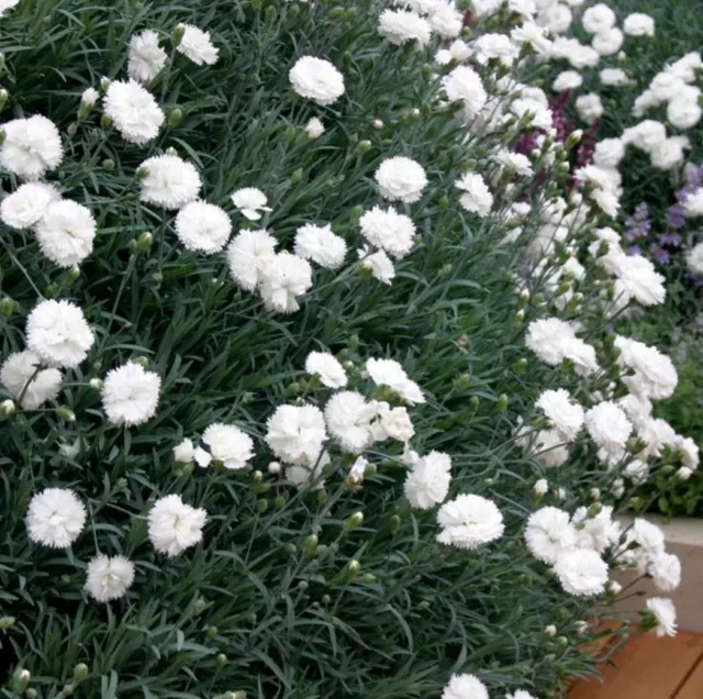 Dianthus plug plants garden white scented flowers hardy perennial, Pack of 3