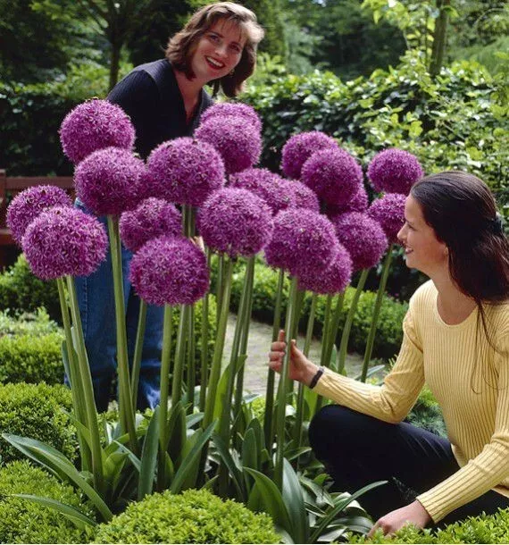 Allium gladiator pot 1 litre