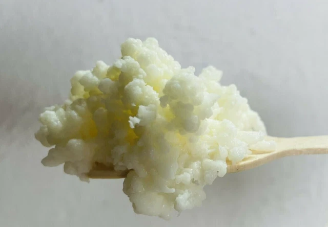 GROSSE MENGE (30 Gramm) Bio Tibetanischer Milch Kefir, Kefirpilz ...