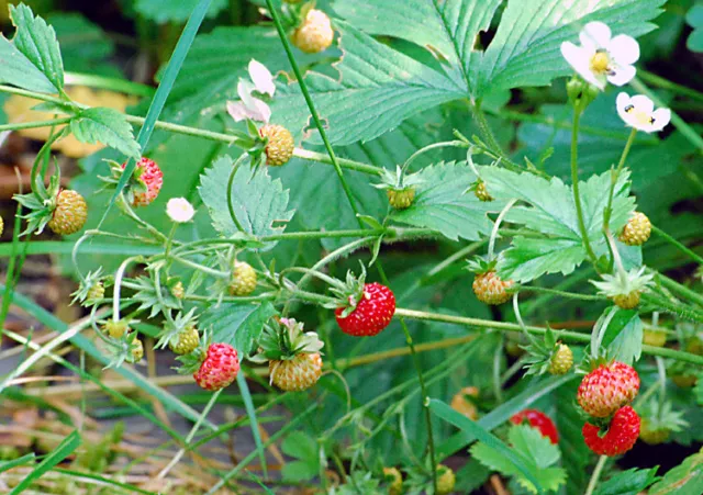 15 kleine Walderdbeeren, Pflanzen, Senker, Ableger, ganz süße kleine Früchte