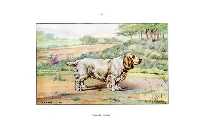 Hunting dog...Clumber Spaniel ...1960