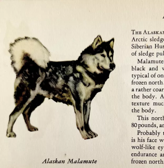 Alaskan Malamute 1939 Dog Breed Art Ole Larsen Color Plate Print Antique PCBG18