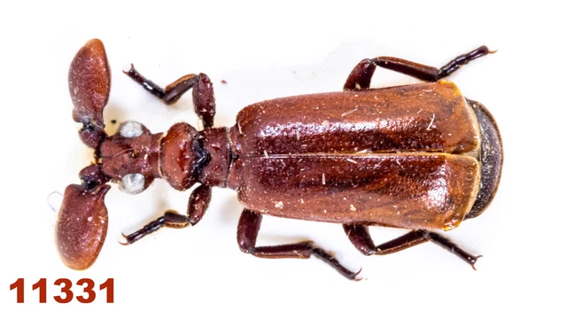 Paussidae sp.  A2, 9 mm, Mounted, 1 pc