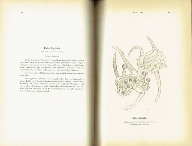 Moeller Pharmakognostischer Atlas 1892 Mikroskopische Darstellung von Drogen 2