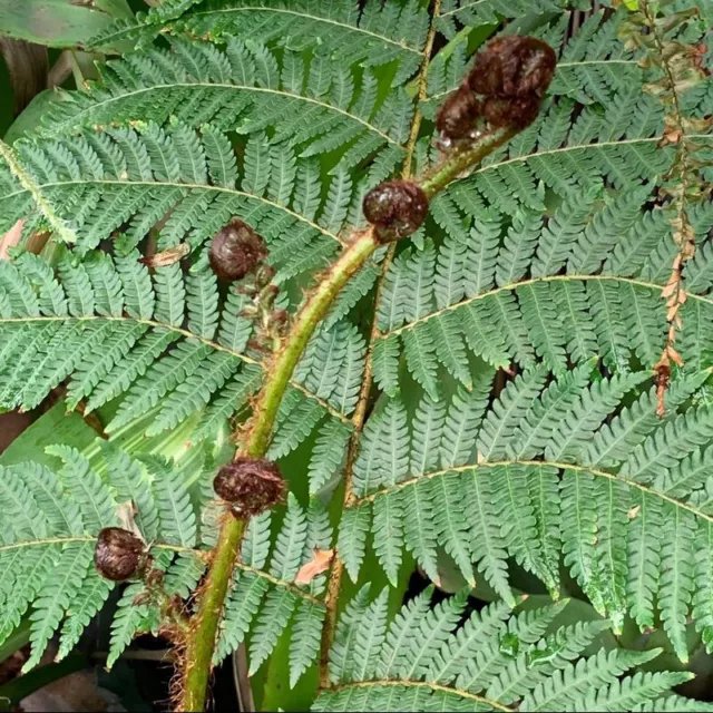 Cyathea cooperi - Fougère arborescente d'Australie - Fougère de cooper