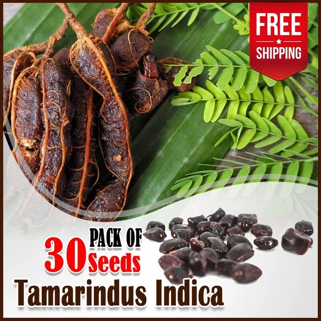 30+ Tamarind Seeds (Tamarindus indica) Tropical Tree | Sweet Sour Fruit Planting