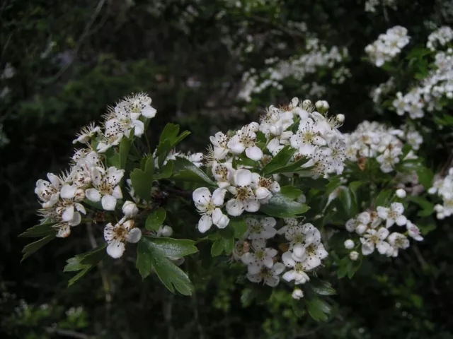 Crataegus Monogyna Aubépine (1 Plante A40-5x6, 5x15