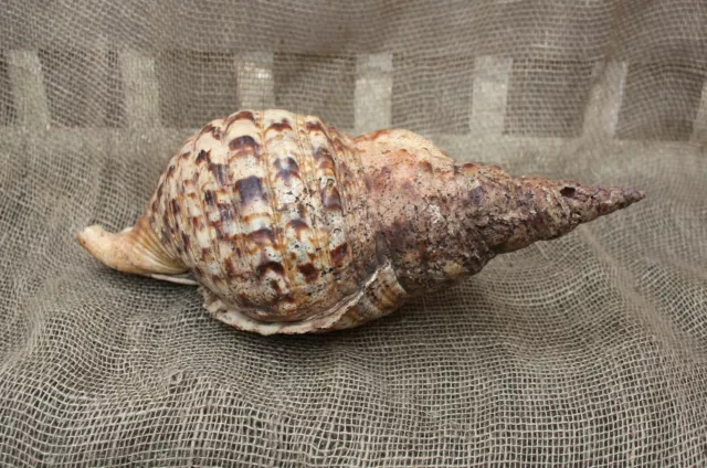 Very Large Antique Tritons Trumpet Conch Shell Vintage Seashell Decorative