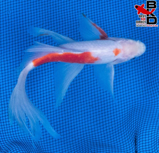 9" SARASA COMET GOLDFISH Live Koi Fish Garden Pond Fin BKD G1