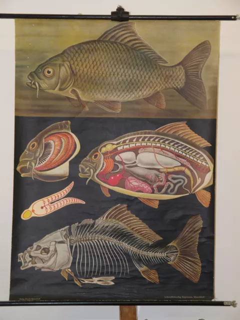 Joven Chef Quentell Imagen de Animal Carpa 1967 Schulwandbild Mural 83x114cm