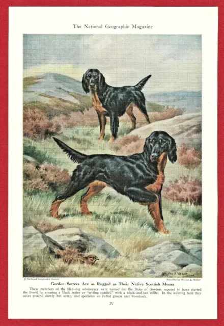 1947 Dog Print Illustration ~ GORDON SETTER~ Scottish breed ~ Walter A.Weber Art
