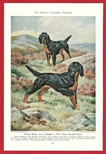1947 Dog Print Illustration ~ GORDON SETTER~ Scottish breed ~ Walter A.Weber Art