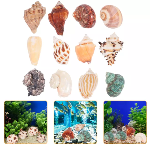 Natural Hermit Crab Shell Conch Set Box Zodiac Aquarium