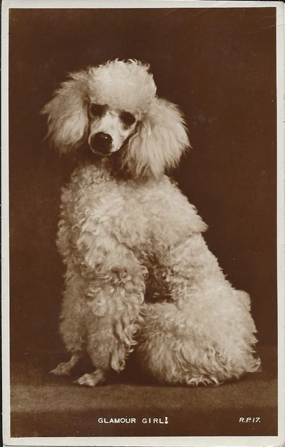 EARLY POODLE DOG GROOMING photograph c.1890 postcard facsimile print  Victorian £1.75 - PicClick UK