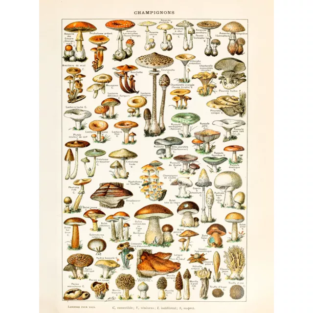 Millot 19th Century Mushrooms Encyclopedia Page XL Wall Art Canvas Print