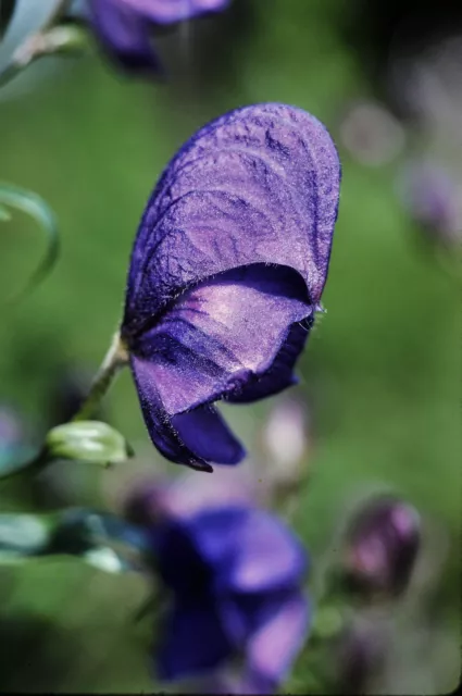 100 Samen Blauer Eisenhut -  Aconitum napellus (Sturmhut)