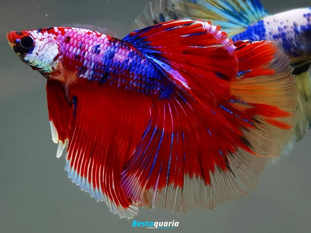 Premium Live Betta Fish l Male Halfmoon Candy Dragon