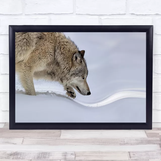 Lupo animale neve inverno fauna selvatica natura lupi animali selvatici stampa arte da parete