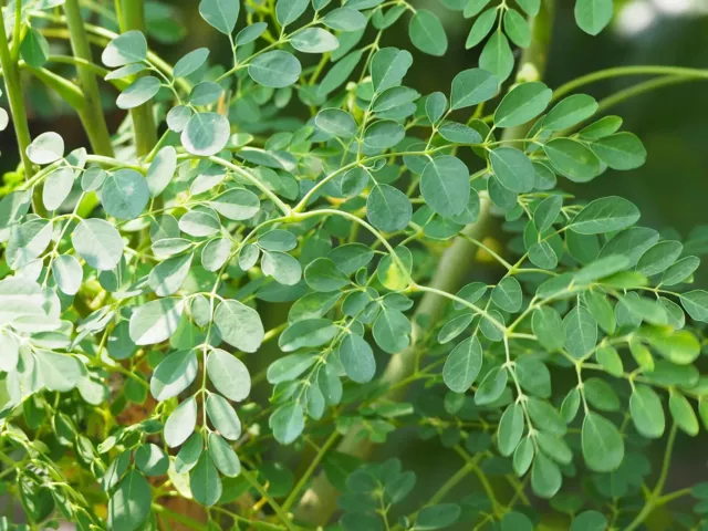 Arbre de vie moringa oleifera  5 graines