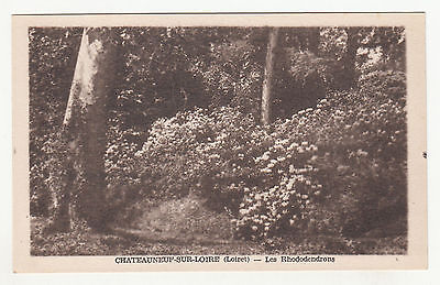 *** Chateauneuf-sur-Loire - Les Rhododendrons *** SD - CPA 1353