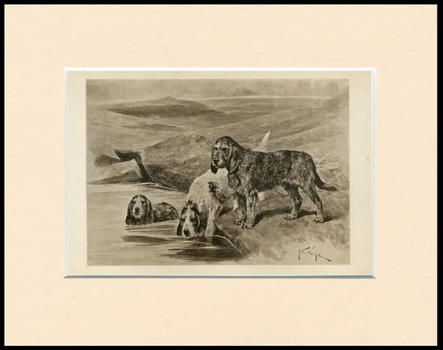 Otterhound Rare 1900 Antique Dog Print Arthur Wardle Ready Mounted