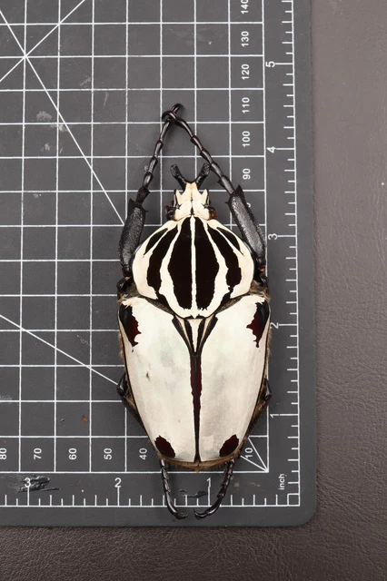 Goliathus goliathus quadrimaculatus Male 84MM+