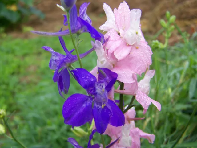 200 graines de delphinium rose et bleu plante fleur vivace