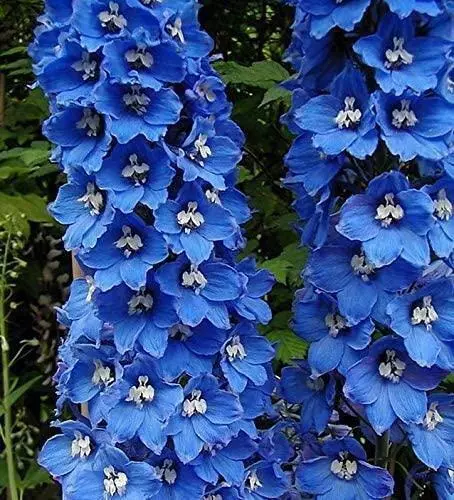 Delphinium 'Guardian Blue’ LARGE Perennial Plug Plants Pack x6