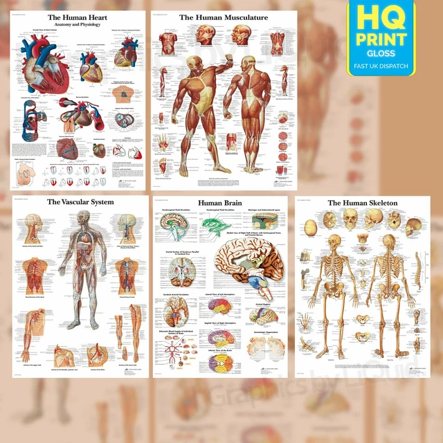 HUMAN ANATOMY MEDICAL Anatomical Educational Poster Prints Biology Diagrams