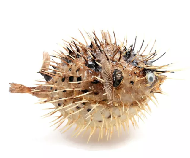 DRIED PUFFER PORCUPINE Real Fish Blowfish 5- 6 Free Shipping £15.20 -  PicClick UK