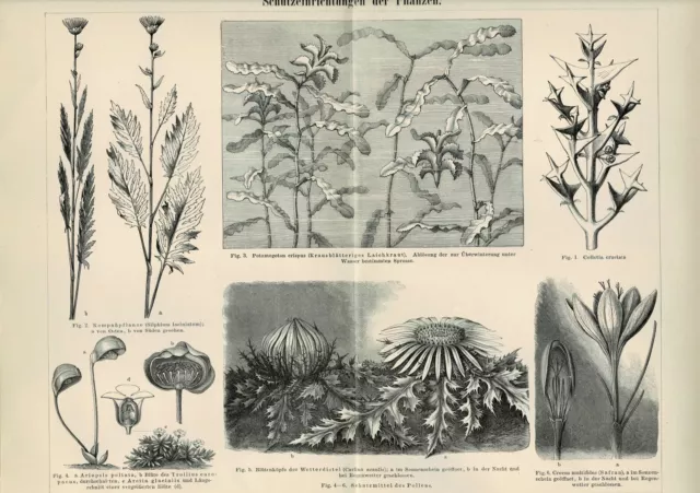 Tafel BIOLOGIE: SCHUTZEINRICHTUNGEN DER PFLANZEN Original-Holzstich 1890