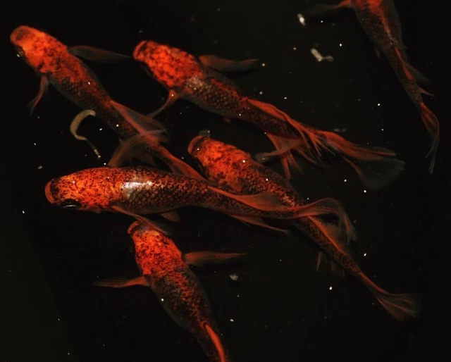 rice fish 30 eggs japan tropical medaka aquarium killifish fish 【ryuushouhoushi】