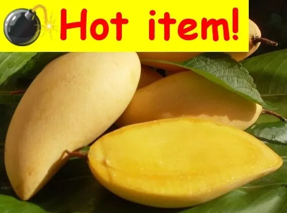 Banana Mango Plant-Tubestock Size-Fruit Tree-Sweet Fruit-Garden Plant Shade Tree