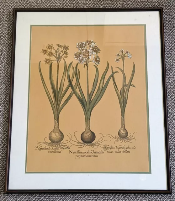 8/10 Besler Hand Coloured Copper Engraving Floral Botanical Framed Antique Print