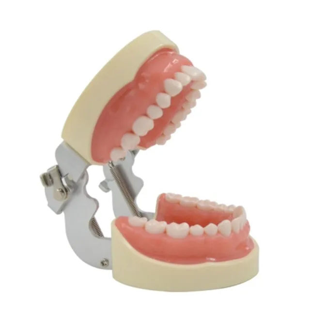 32 Teeth Model Orthodontic Tooth Model with 32 Removable Teeth Soft Model