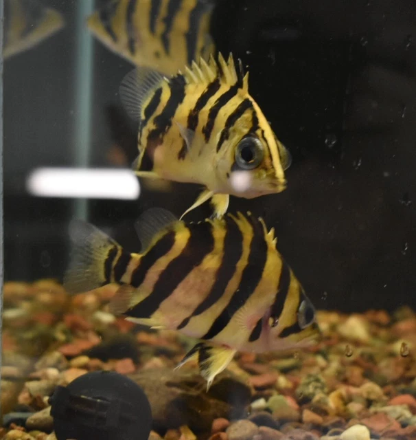 Live Indonesian Tiger Datnoid (4" Freshwater Aquarium Fish) *PLS READ DESCR* 3