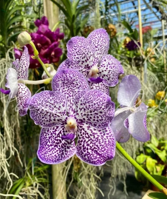 Orchid Orchidee Vanda Yano Blue 'Ploenpit' (no.56)