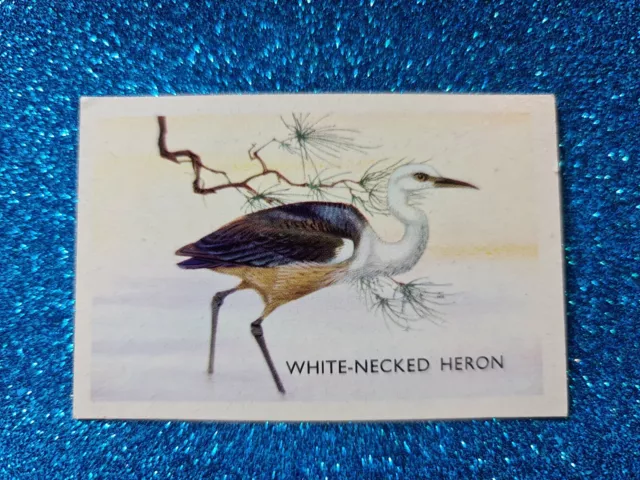 Discover Australia With Shell🏆#158 WHITE-NECKED HERON Card🏆FREE POST