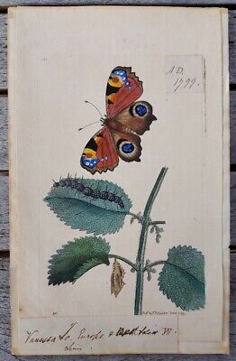 1799 PF Nodder Hand Colored Engraving of Moth, Chrysalis & leaves, 4.6" x 6.6"