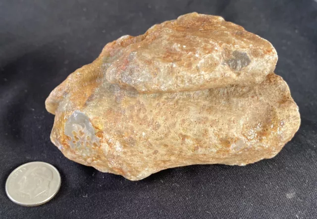 Rare Rough Botswana Agate whole nodule “THE DOUBLE-DECKER TORPEDO” 6.9 Ounces B6