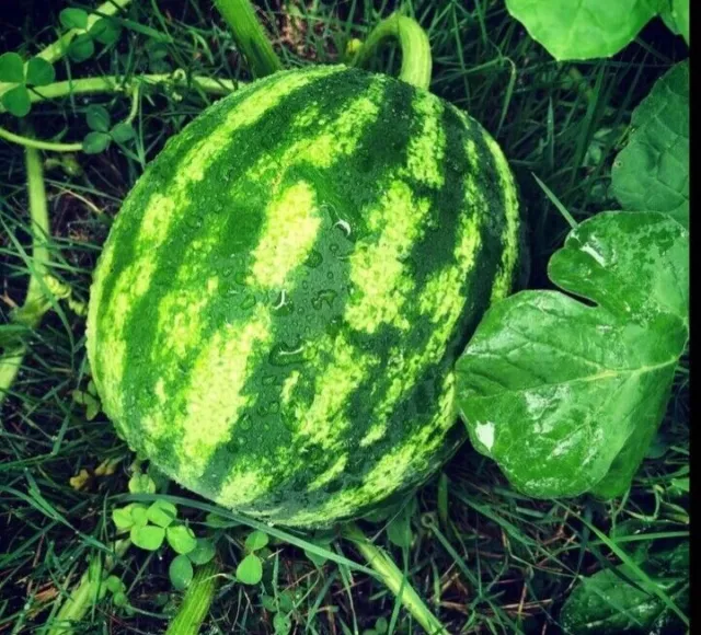 25 Organic Red Watermelon Seeds|USA|Texas|High Germination Rate