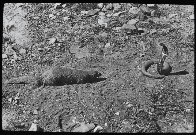 COBRA AND A MONGOOSE C1910 PHOTO Magic Lantern Slide SNAKE REPTILE