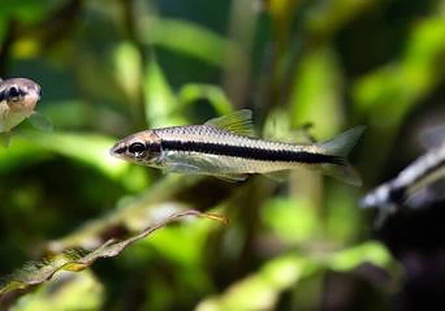 Group of 7+1 Live Siamese Algae Eater Premium High Quality Tropical Fish Grade A