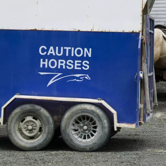 CAUTION HORSES - Horsebox Equestrian Trailer Vinyl Lettering Sticker Decal