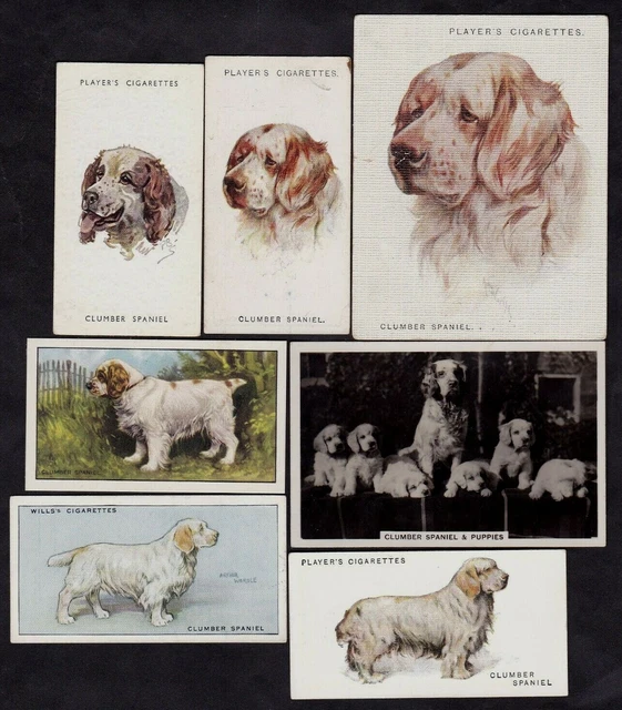 7 Different Vintage CLUMBER SPANIEL Tobacco/Cigarette/Tea Dog Cards Lot