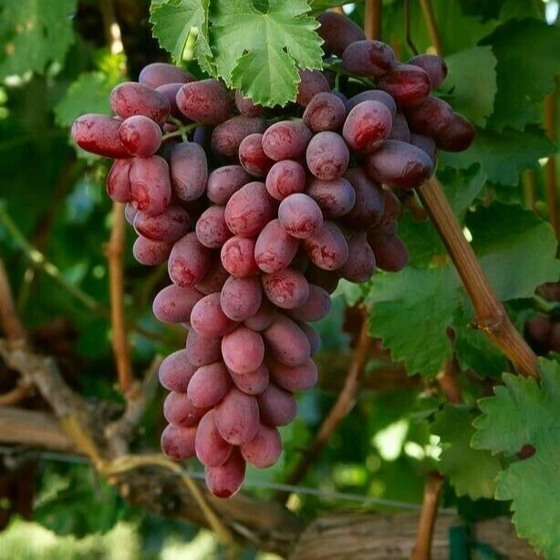kernlose veredelte Weinrebe " Krimson"